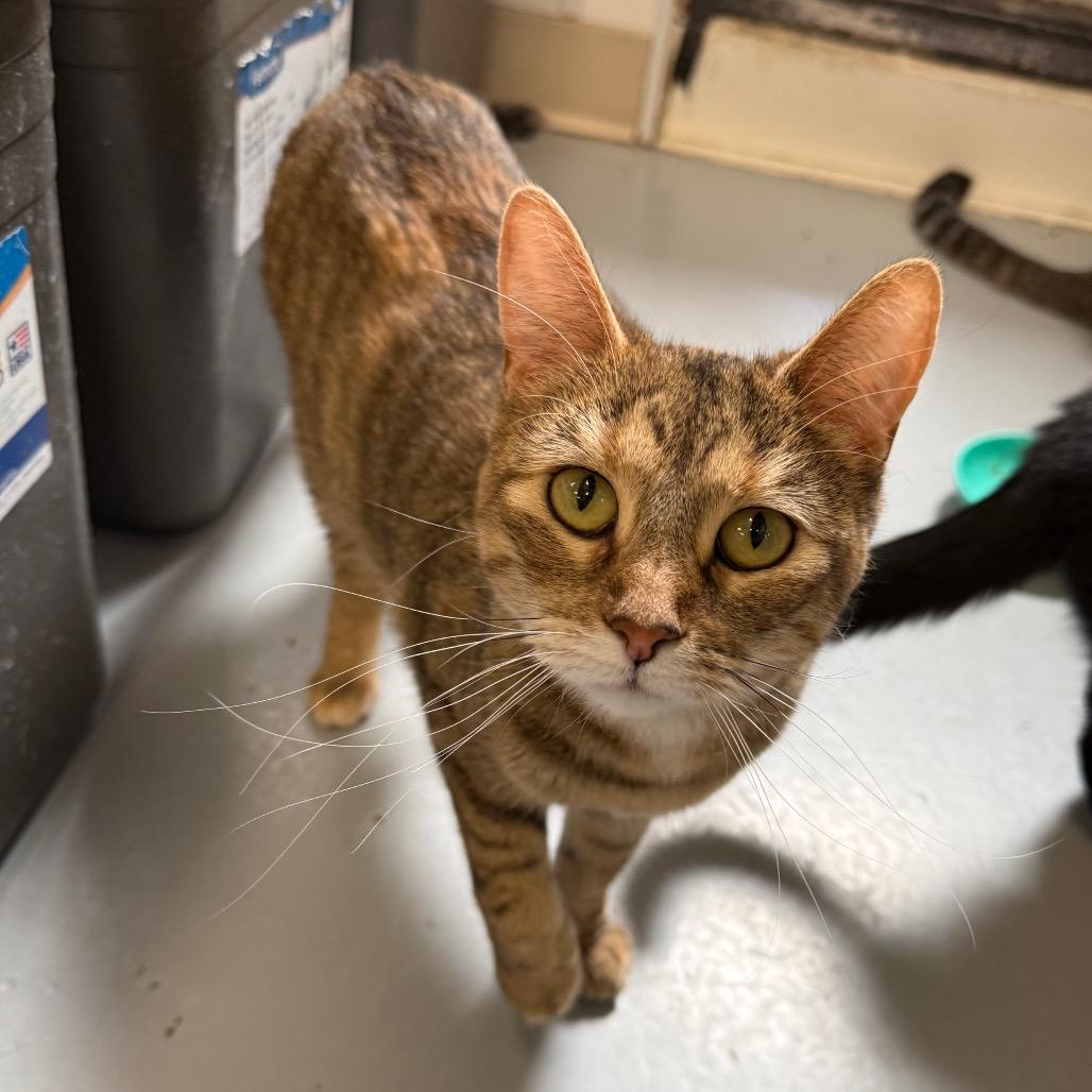 Enlarge Ember, a Adoptable Domestic Short Hair in Carroll, IA image 1/4
