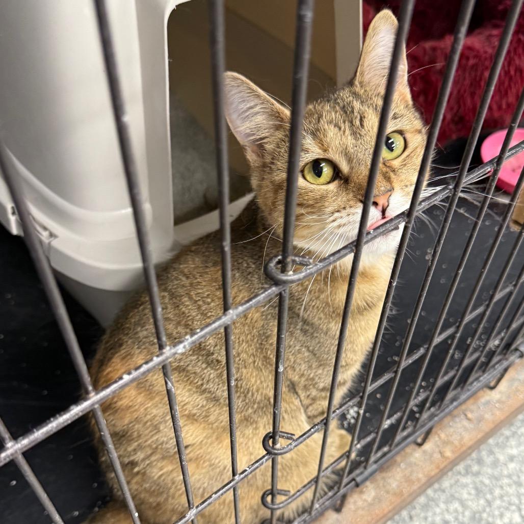 Ember, Adoptable, Adult Female Domestic Short Hair.