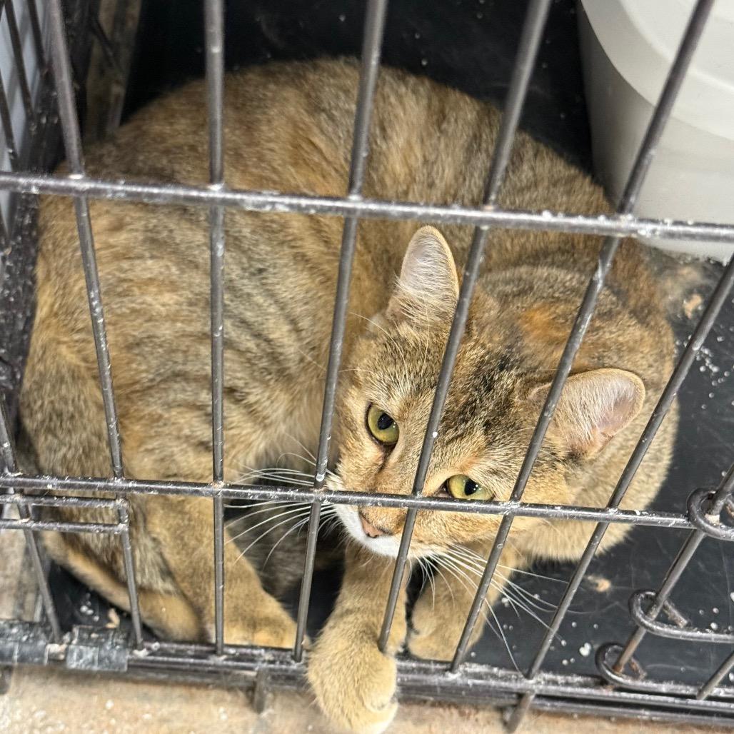 Ember, a Adoptable Domestic Short Hair in Carroll, IA image 2/2