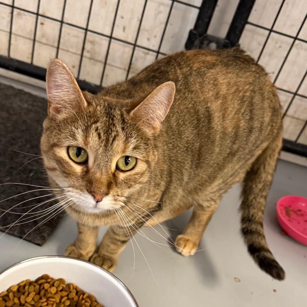 Enlarge Ember, a Adoptable Domestic Short Hair in Carroll, IA image 4/4