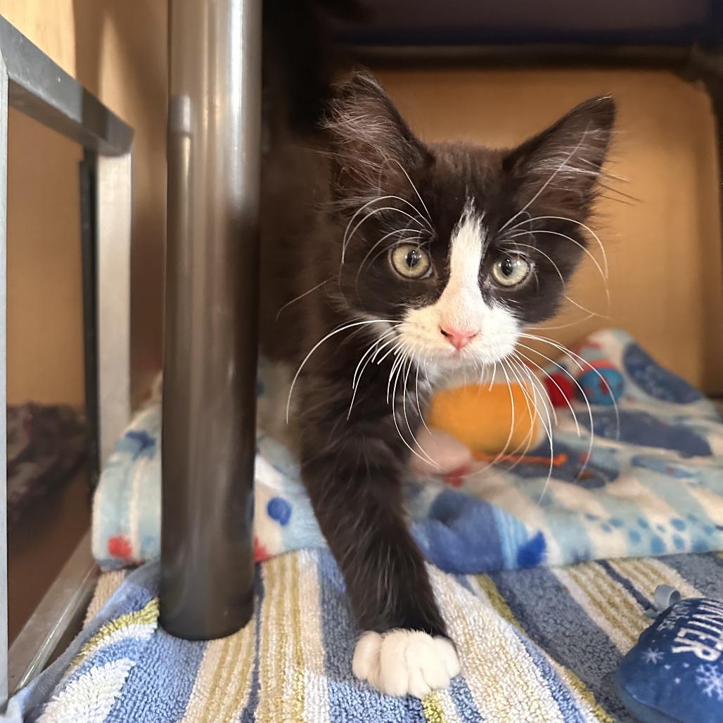 Arizona, Adoptable, Kitten Male Domestic Medium Hair.
