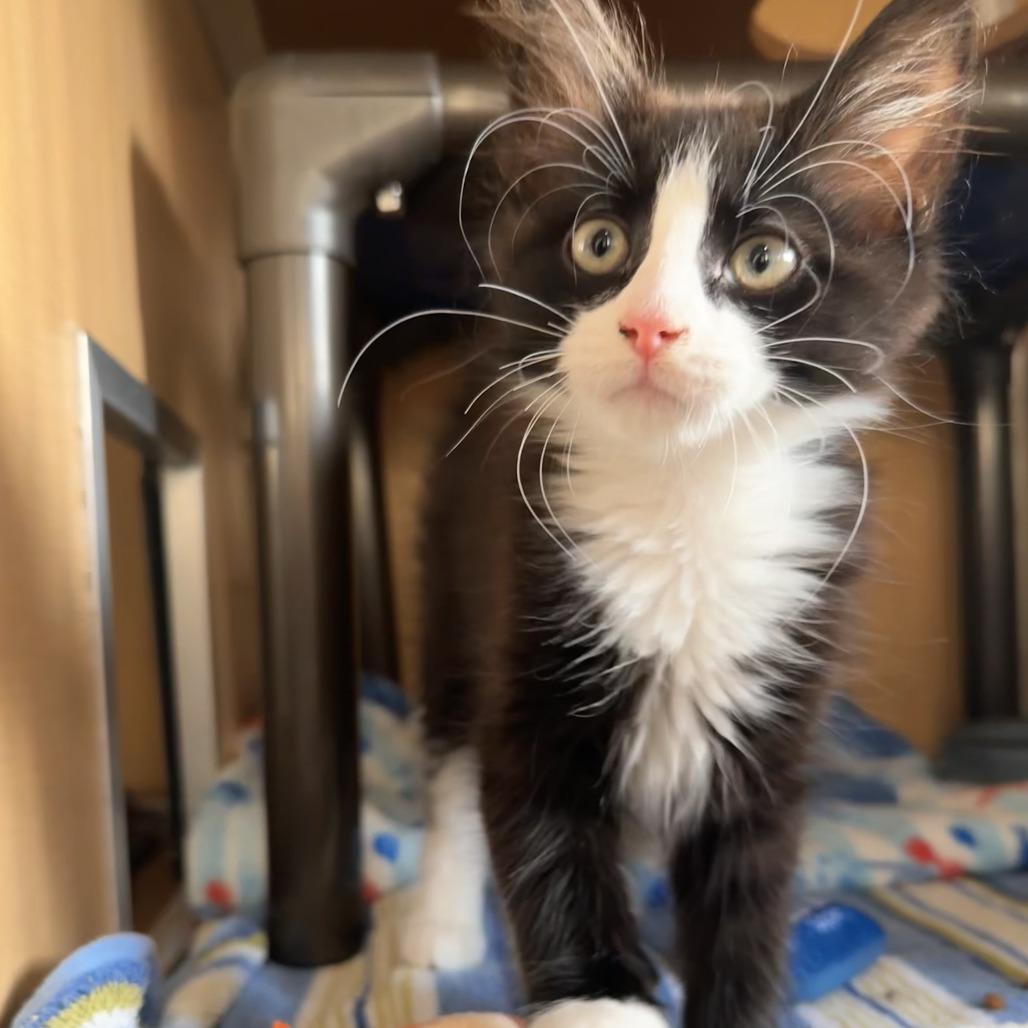 Enlarge Arizona, a Adoptable Domestic Medium Hair in Chesapeake, VA image 2/3