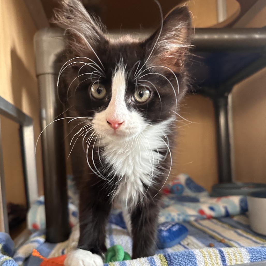 Enlarge Arizona, a Adoptable Domestic Medium Hair in Chesapeake, VA image 3/3