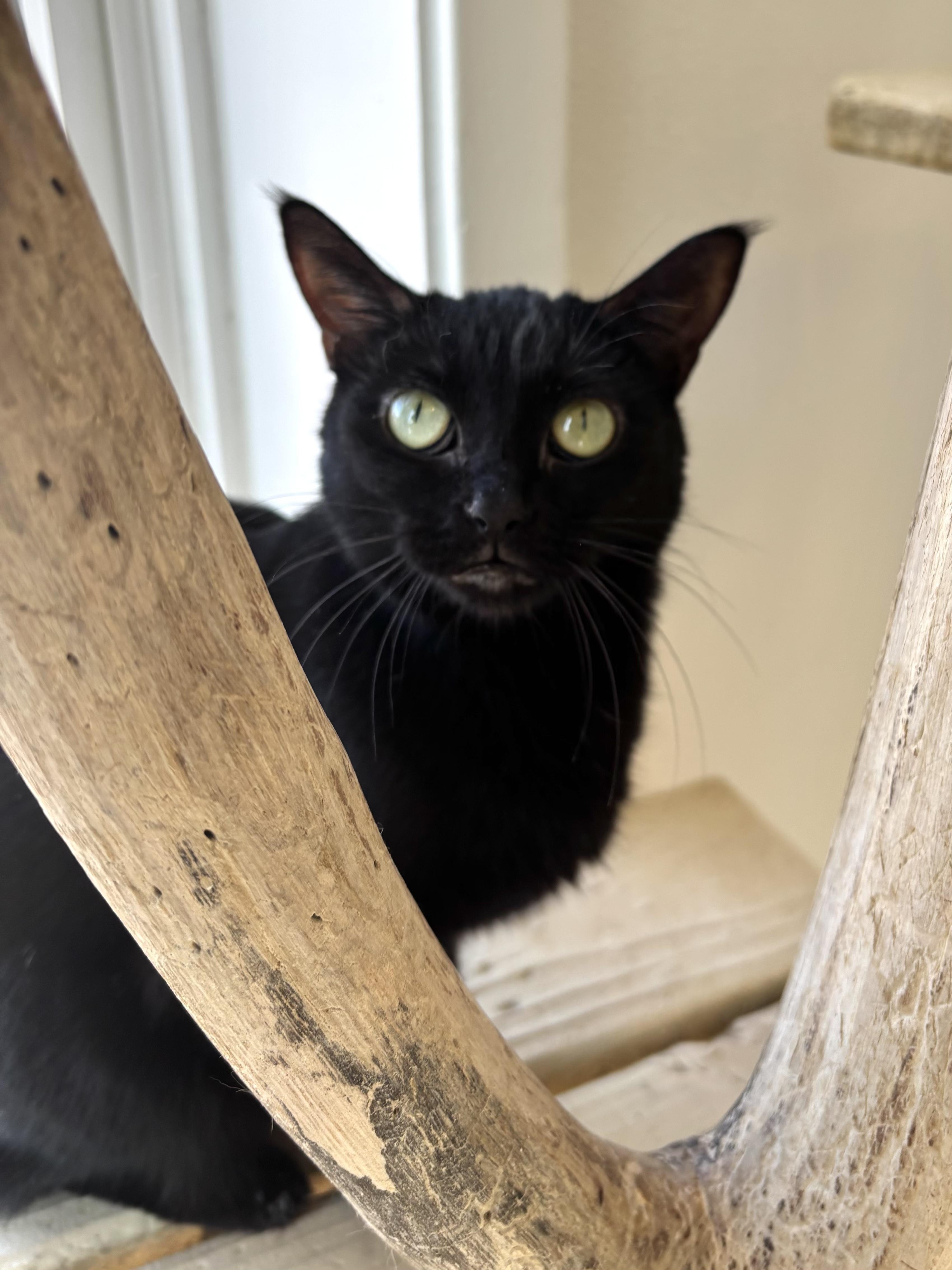 Enlarge Reindeer, a Adoptable Domestic Short Hair in Chicago, IL image 2/2