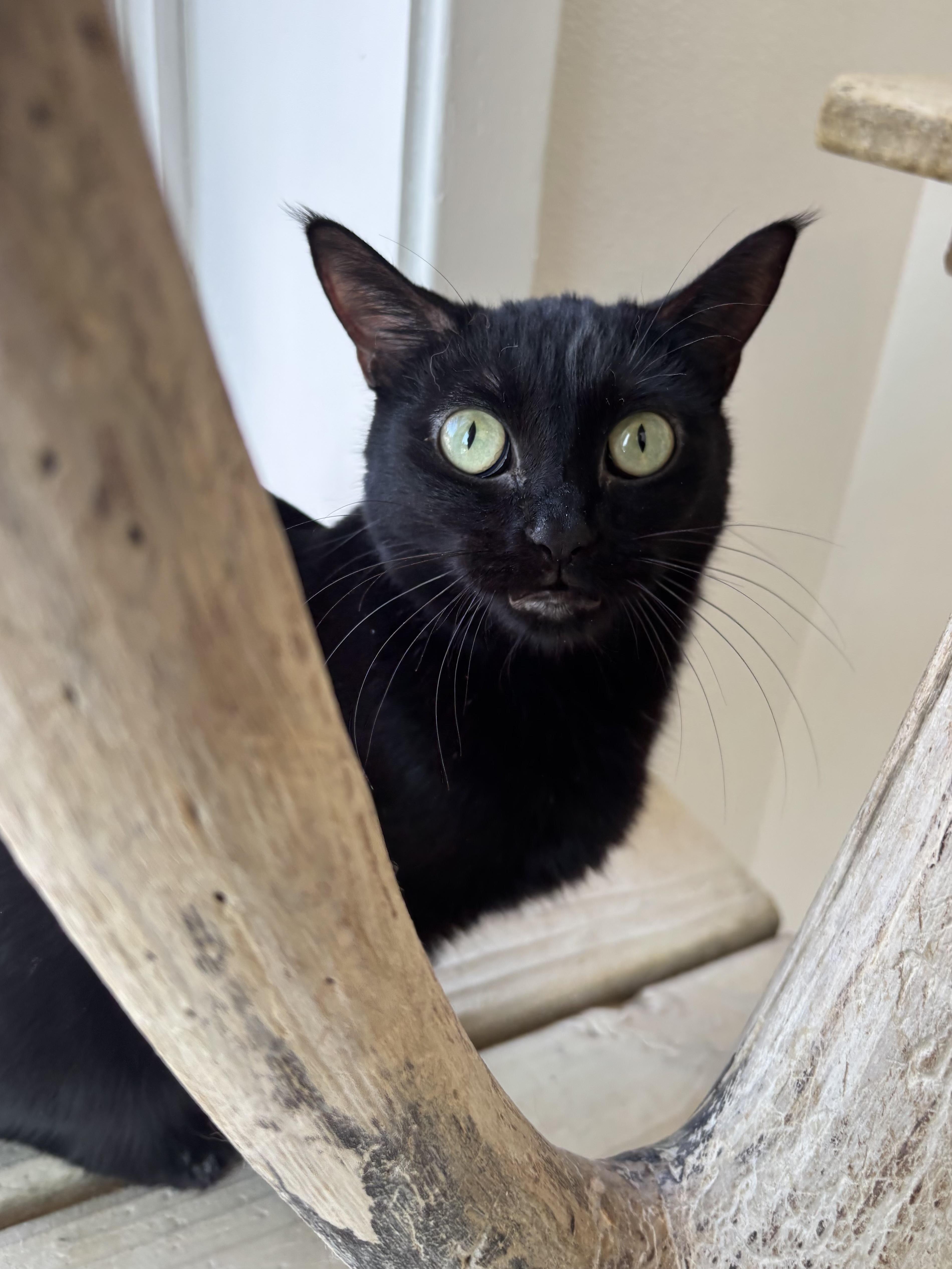 Enlarge Reindeer, a Adoptable Domestic Short Hair in Chicago, IL image 1/2