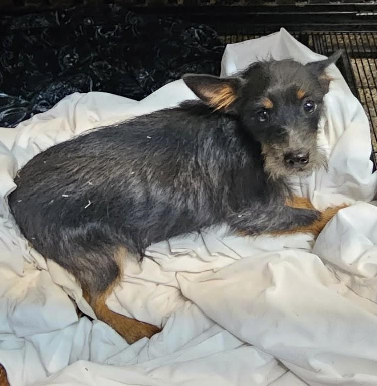 Enlarge 60251717, a other Terrier in Elko, NV image 1/1