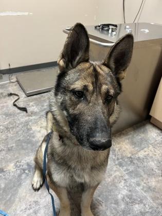 Ranger, an adoptable German Shepherd Dog in Missoula, MT, 59808 | Photo Image 1