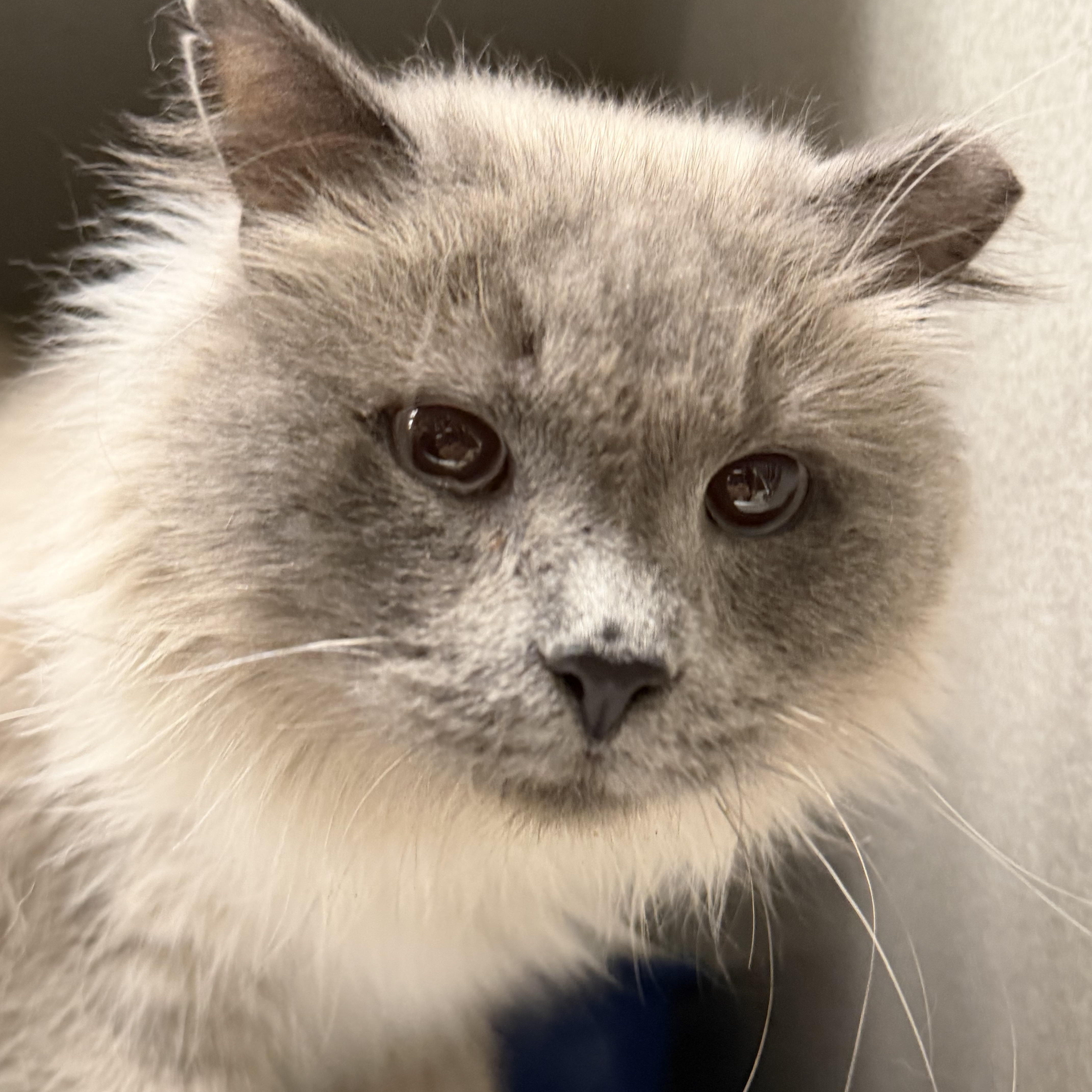 Enlarge Squirt, a ADOPTABLE mixed breed in Sharpsville, PA image 1/1