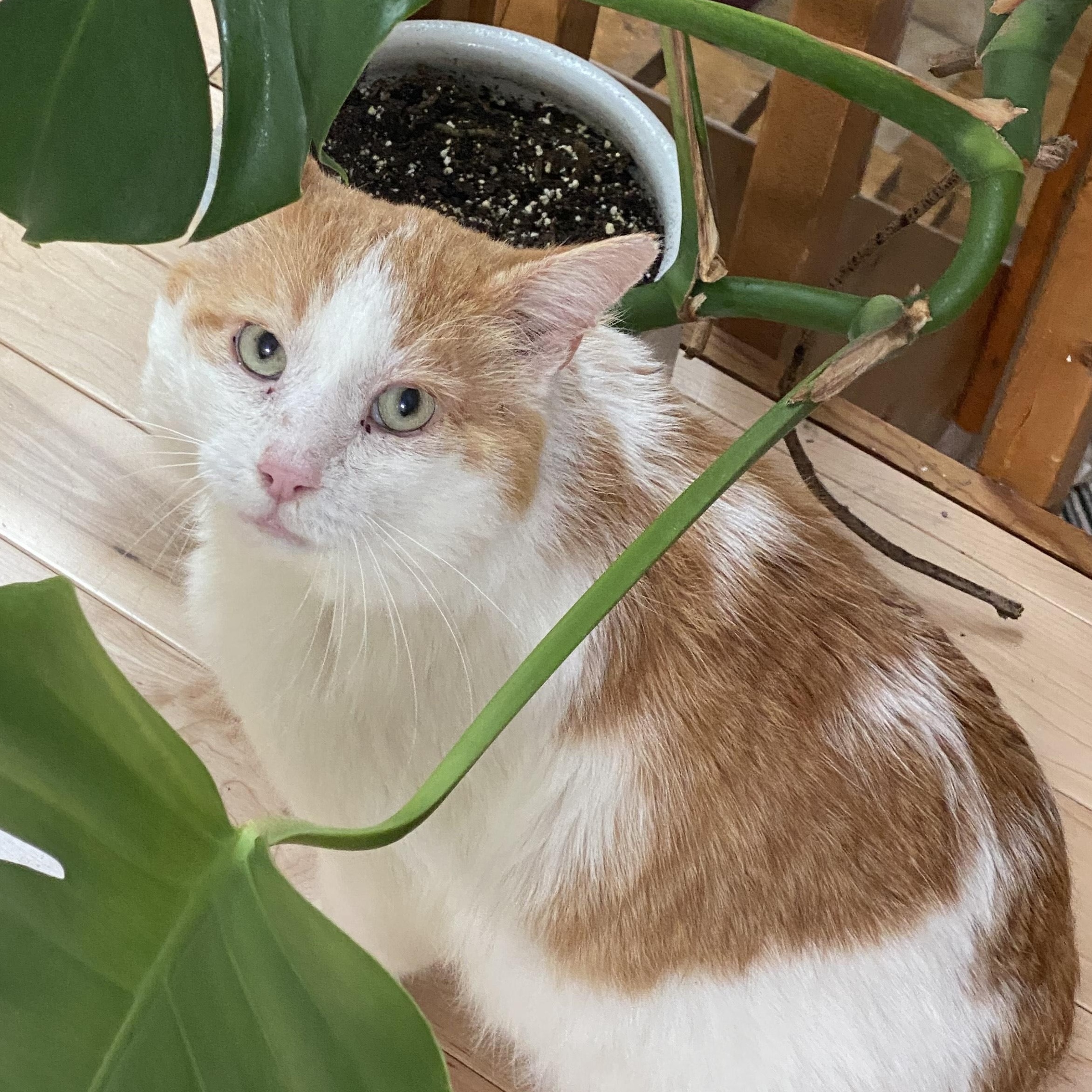 Tang, a Adoptable Domestic Short Hair in Detroit, MI image 3/6