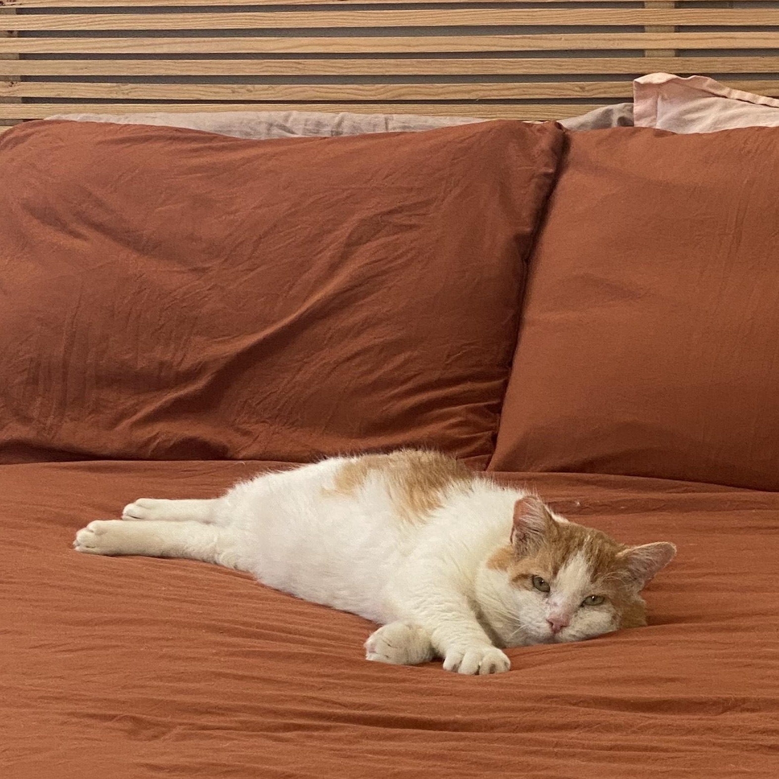 Tang, a Adoptable Domestic Short Hair in Detroit, MI image 4/6