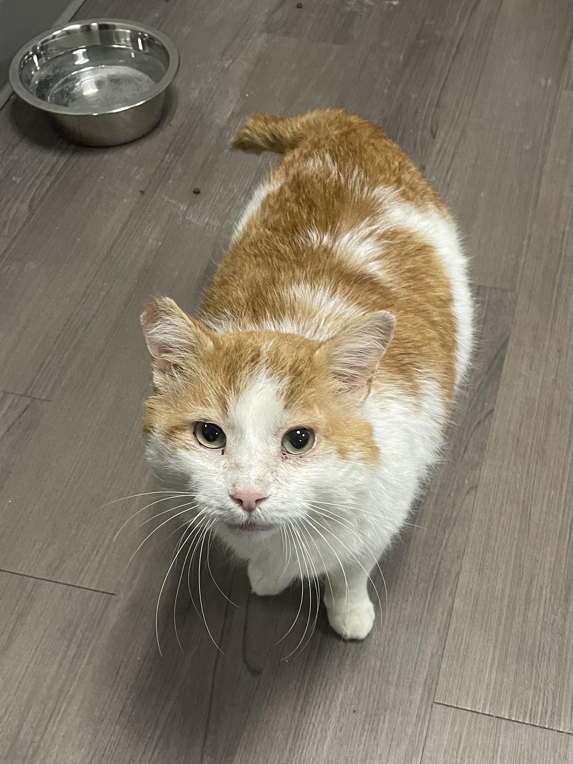 Tang, a Adoptable Domestic Short Hair in Detroit, MI image 1/6