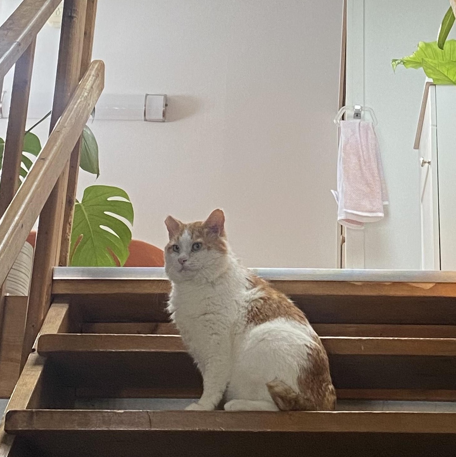 Tang, a Adoptable Domestic Short Hair in Detroit, MI image 5/6