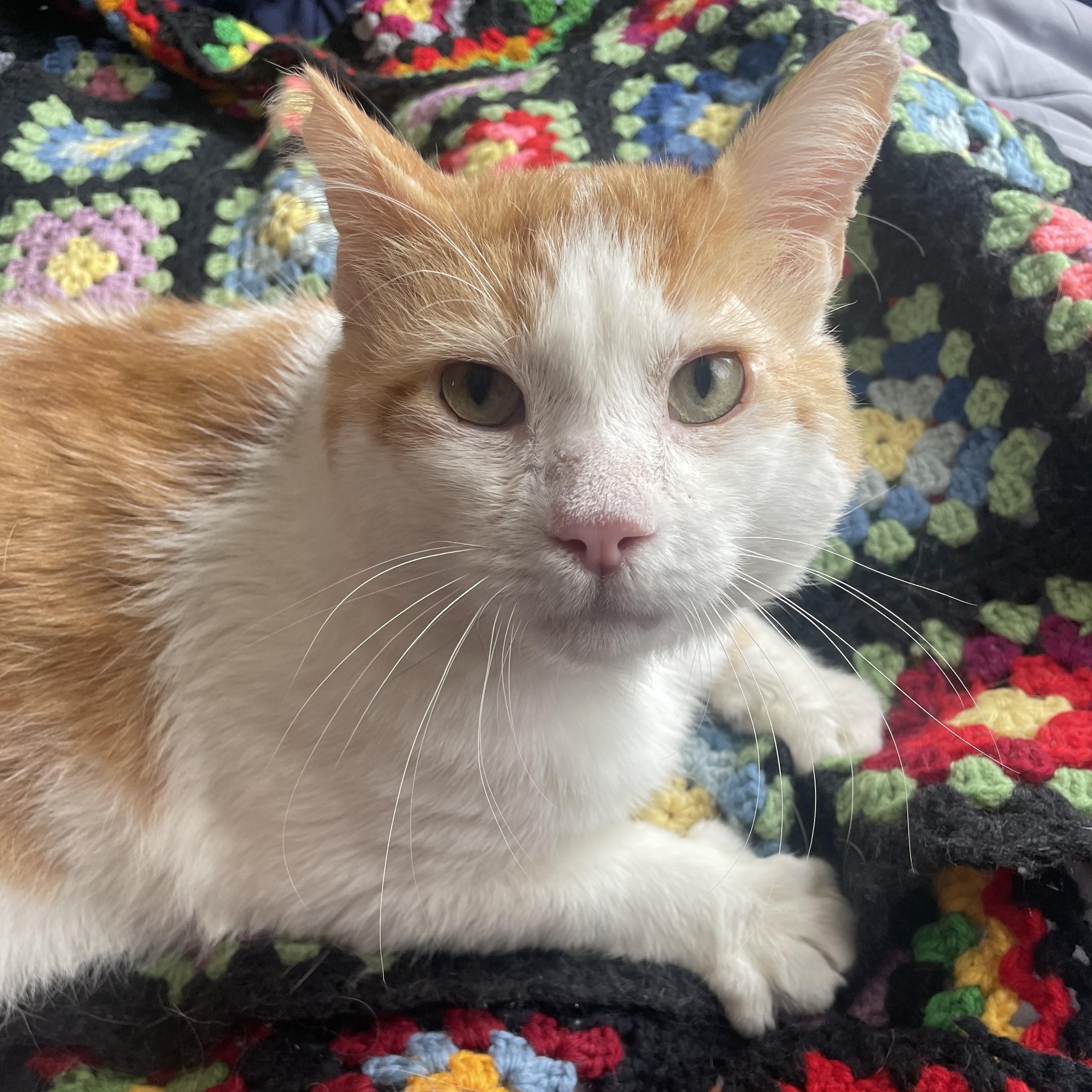 Tang, a Adoptable Domestic Short Hair in Detroit, MI image 2/6