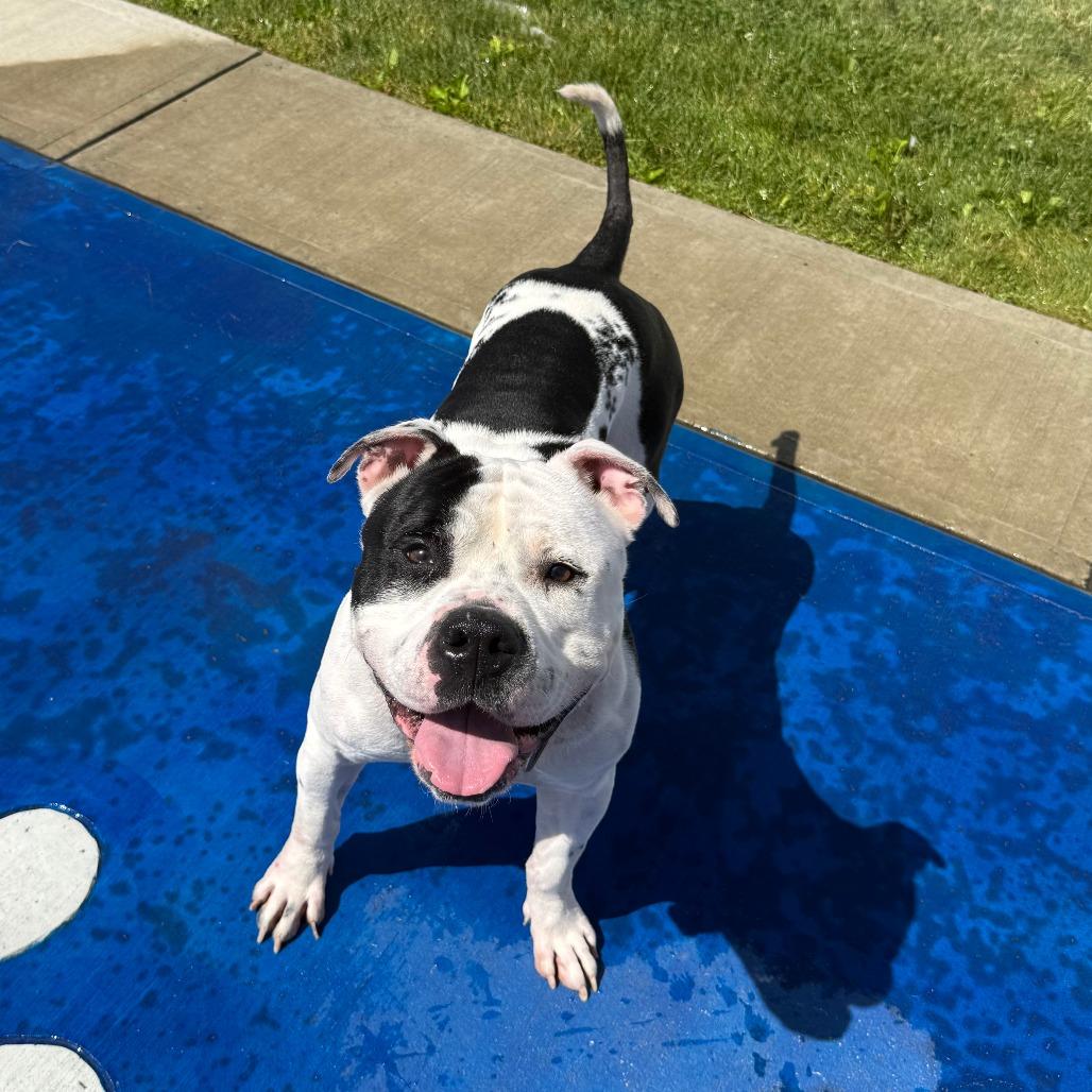 Pete, Adoptable, Adult Male Pit Bull Terrier.