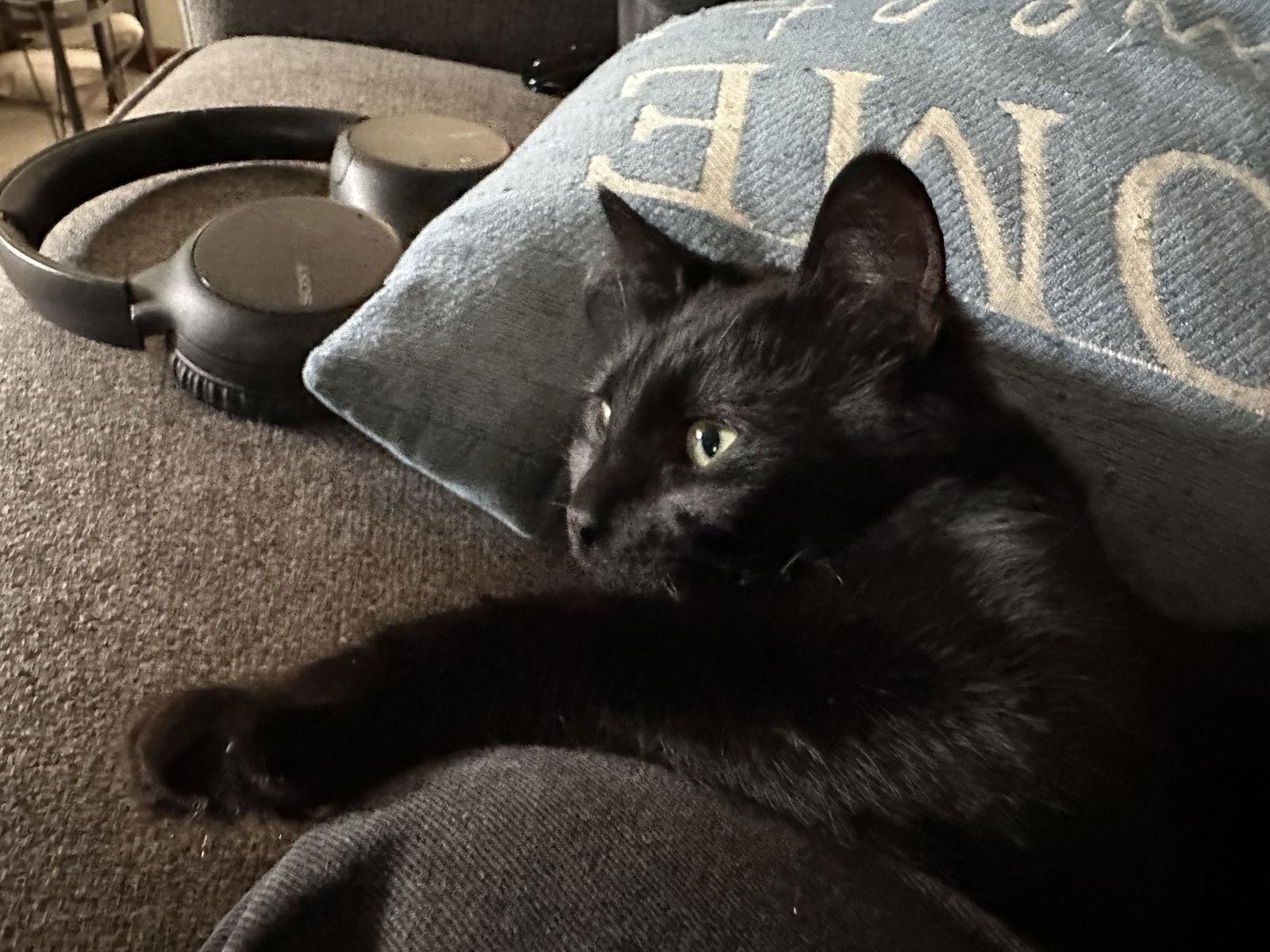 Nugget (bonded with Mac), Adopted, Young Male Domestic Medium Hair.