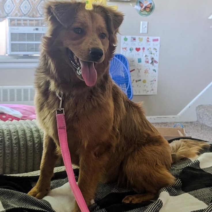 Churro, adopted, Young Male Golden Retriever & Australian Shepherd.