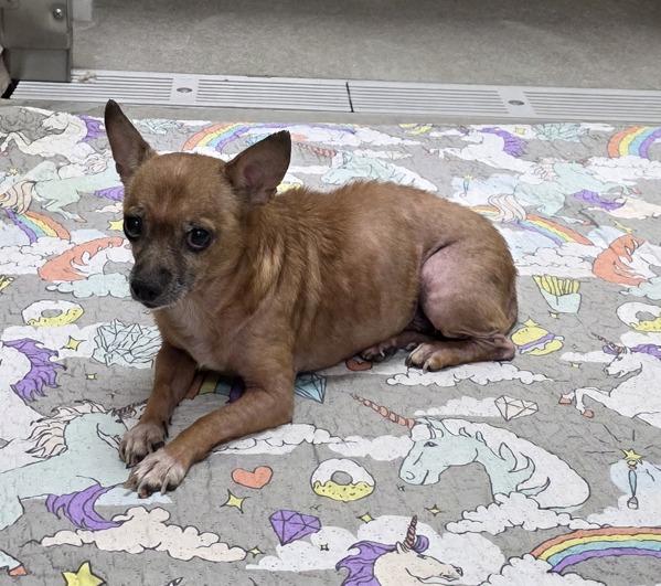 Cooper, Adoptable, Senior Male Chihuahua.