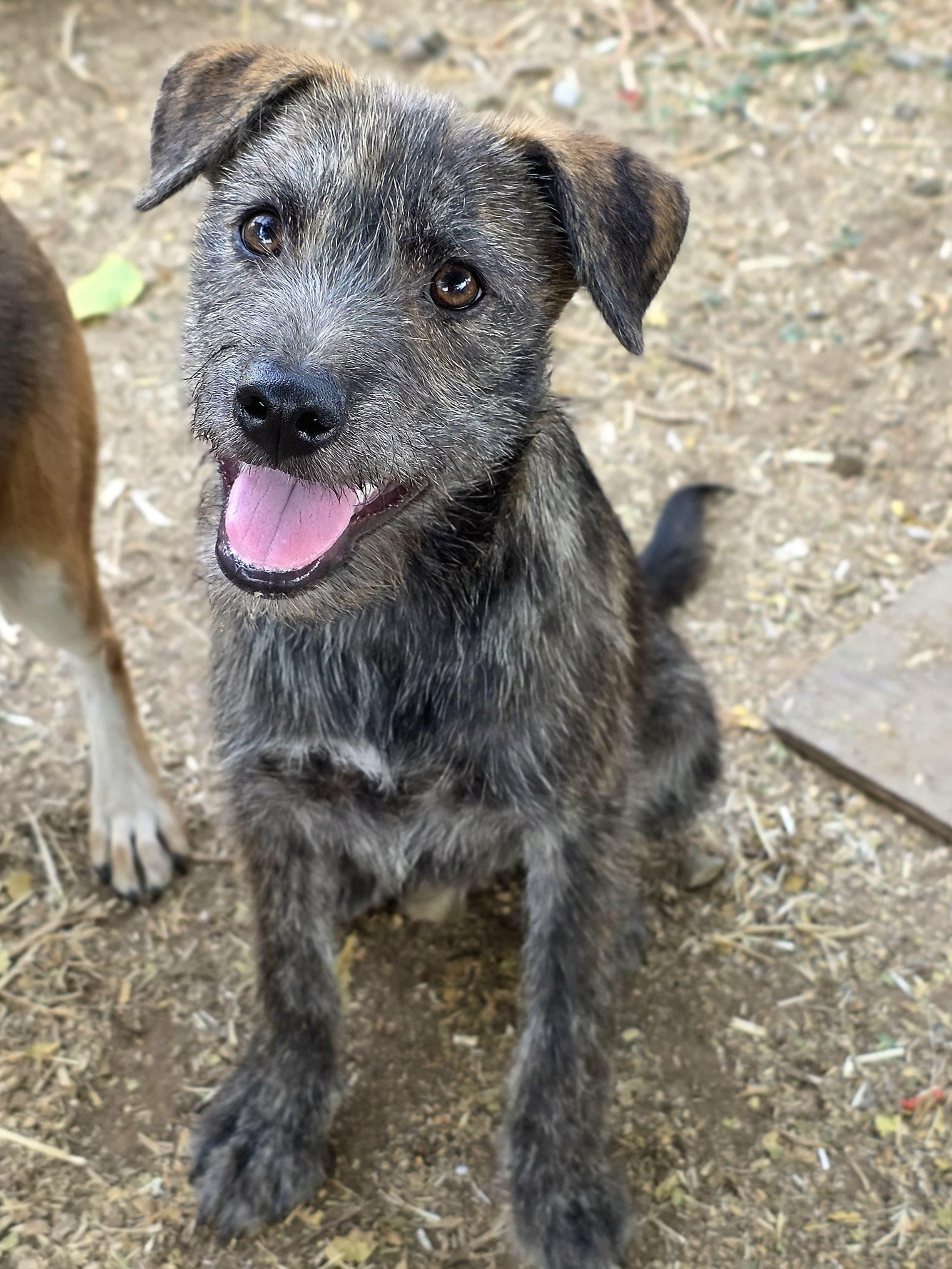 Enlarge Dill, a Adoptable mixed breed in Penryn, CA image 3/3