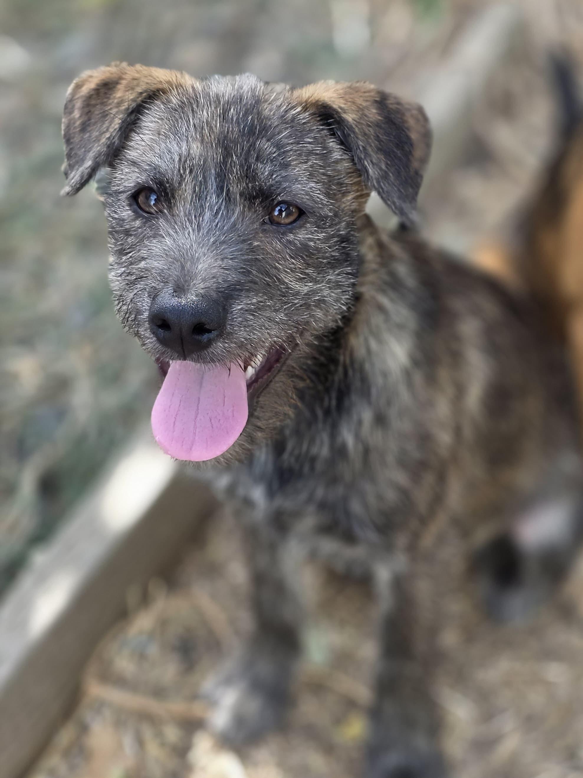 Enlarge Dill, a Adoptable mixed breed in Penryn, CA image 1/3