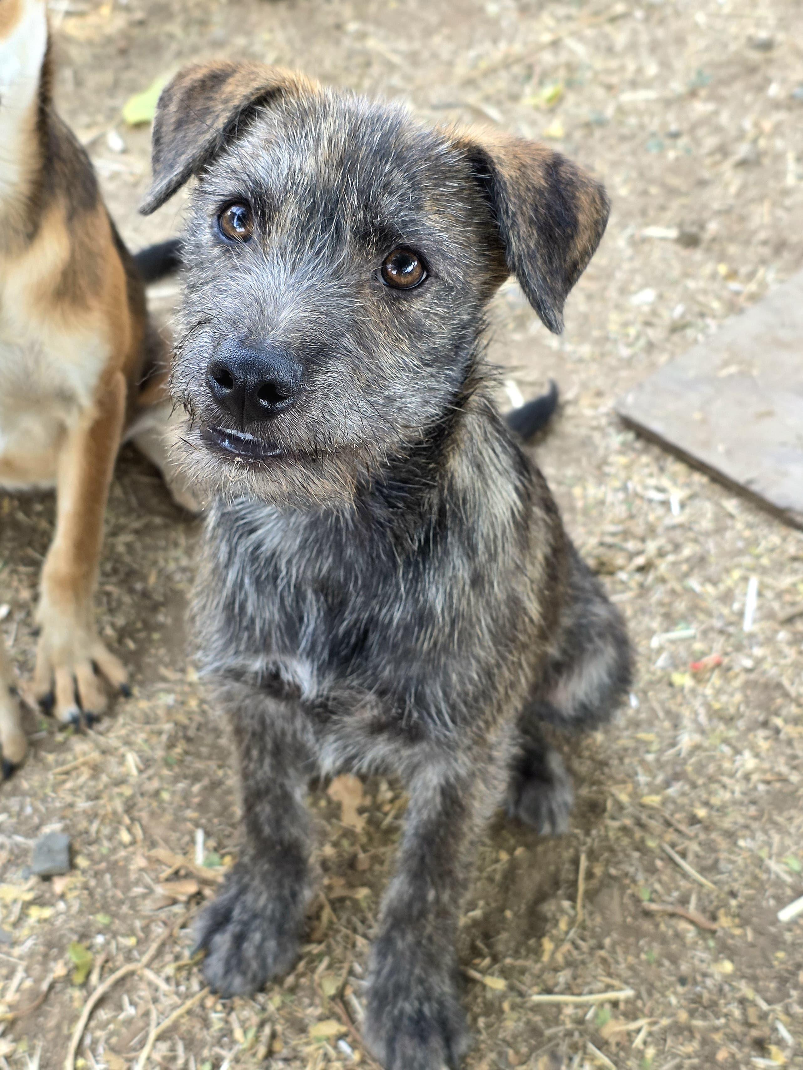 Enlarge Dill, a Adoptable mixed breed in Penryn, CA image 2/3