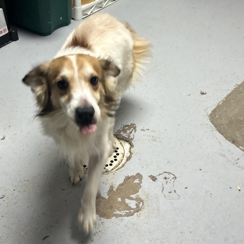 Jangle, Adoptable, Senior Male Mixed Breed.