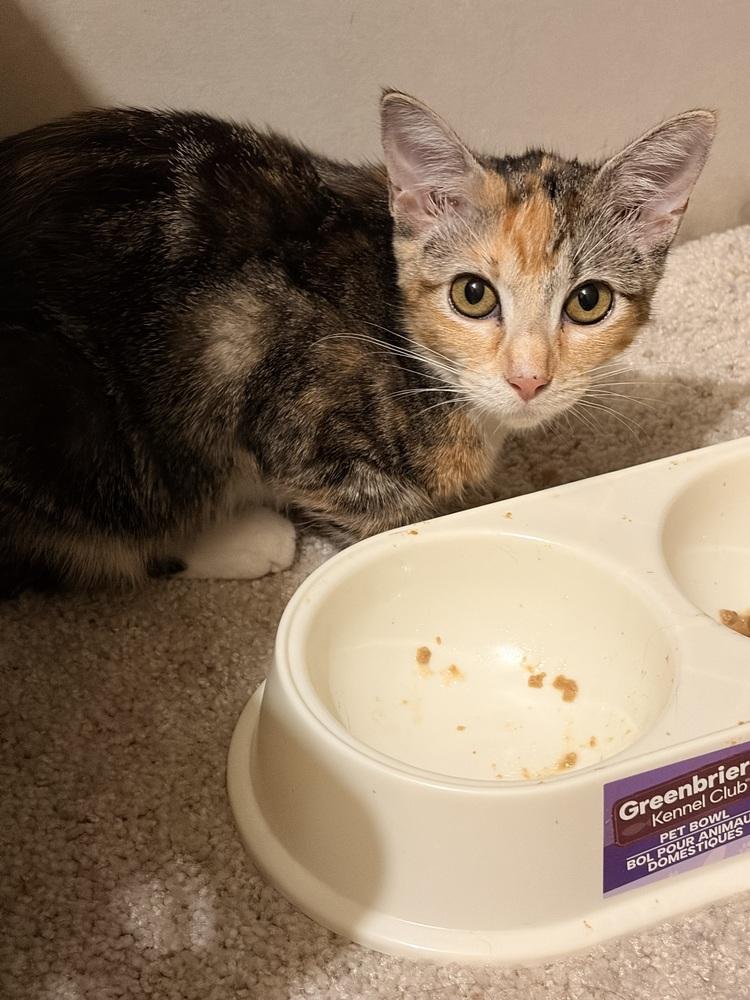 Enlarge ANNA, a Adoptable Domestic Short Hair in Thornton, CO image 1/1
