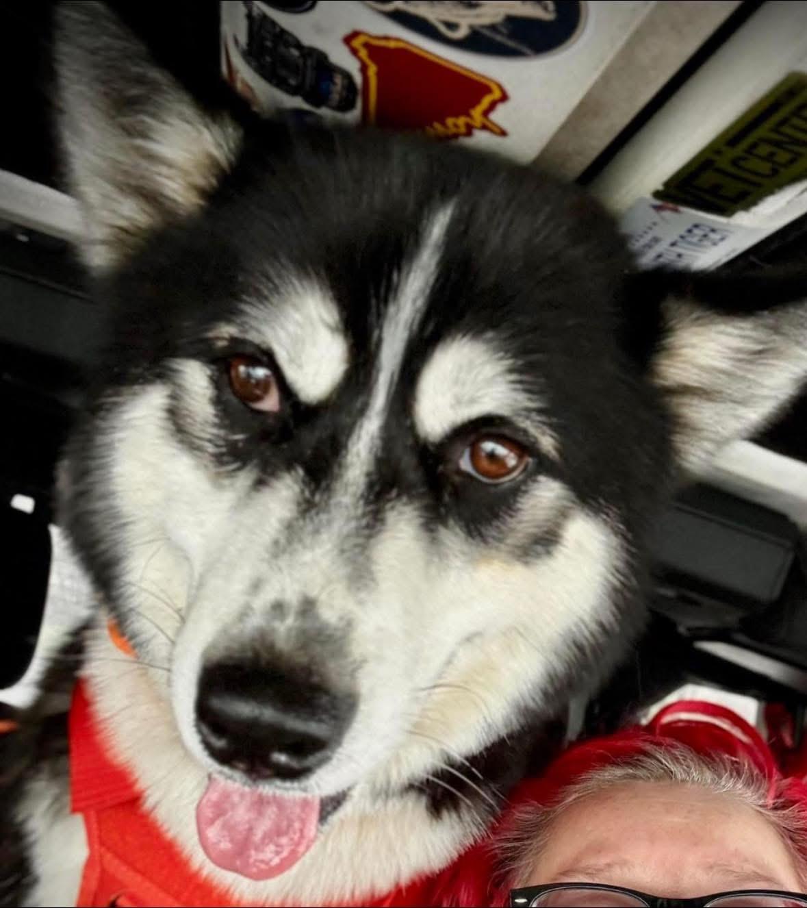 Enlarge Dusty, a Adoptable Husky in Southington, CT image 5/5