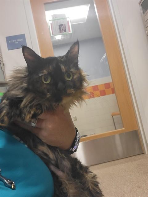 TILLY, Adoptable, Young Female Domestic Long Hair.