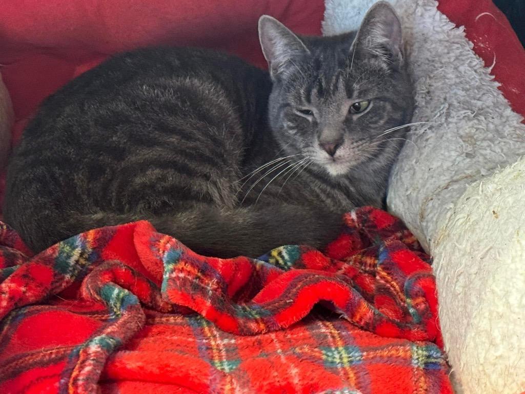 Perry, Adoptable, Young Male Domestic Short Hair.