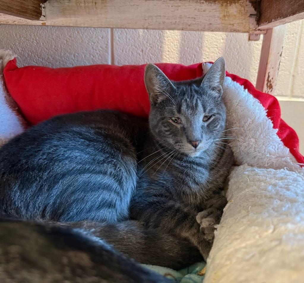 Perry, a Adoptable mixed breed in Dalton, GA image 2/5