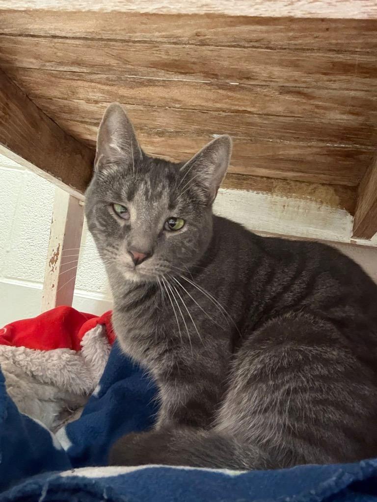 Perry, a Adoptable mixed breed in Dalton, GA image 3/5