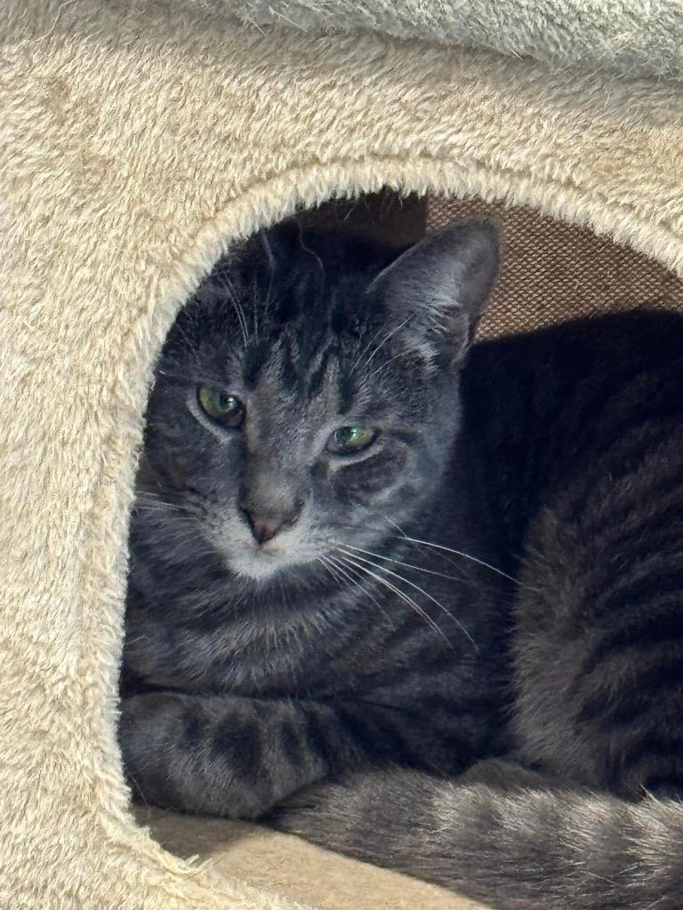 Perry, a Adoptable mixed breed in Dalton, GA image 5/5
