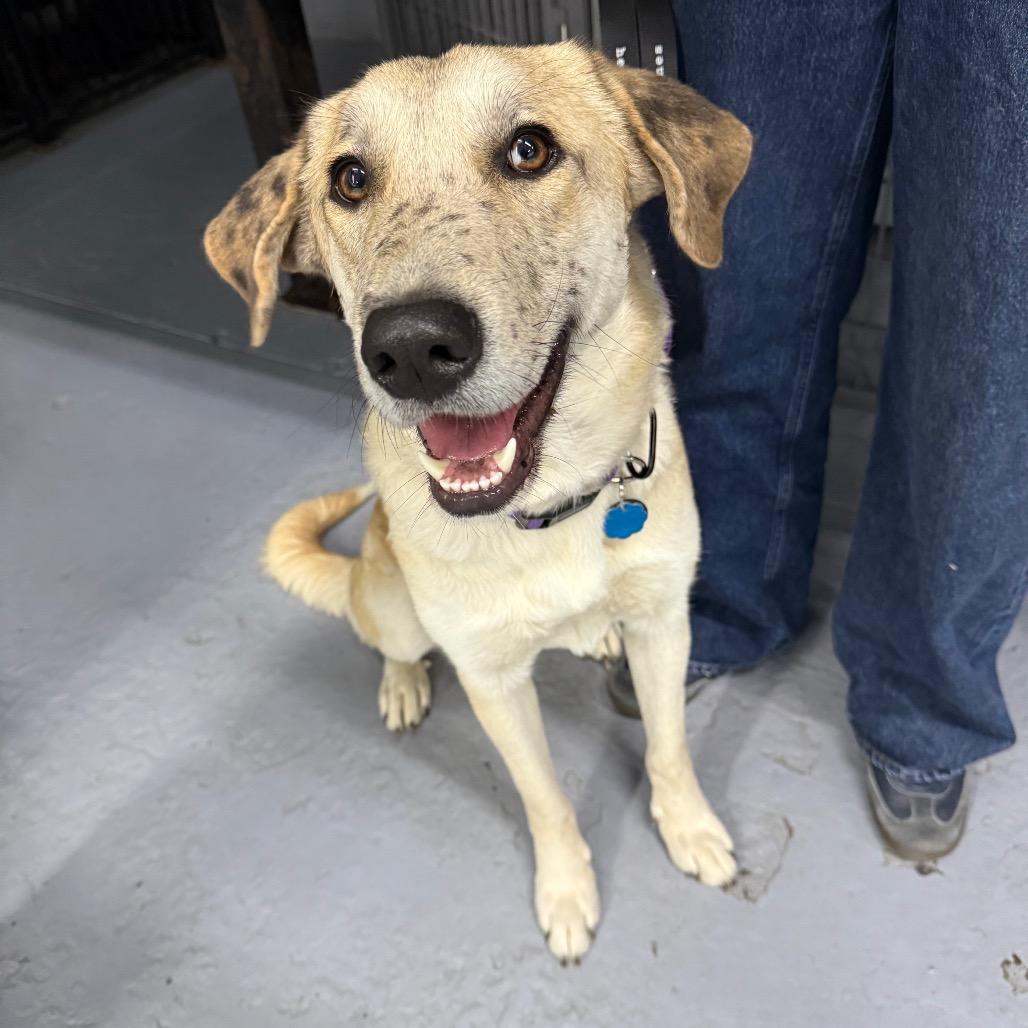 President Rose, Adoptable, Adult Female Retriever.
