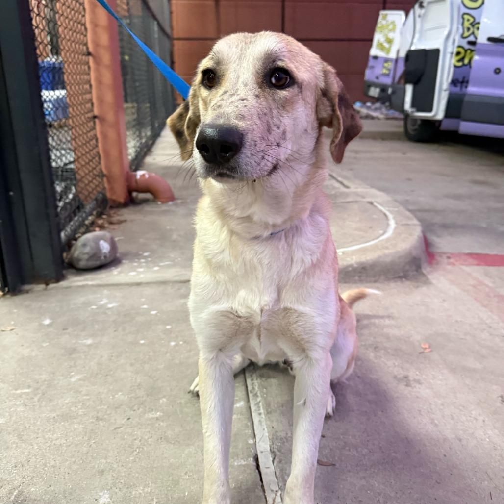 Enlarge President Rose, a Adoptable Retriever in Brooklyn, NY image 2/6