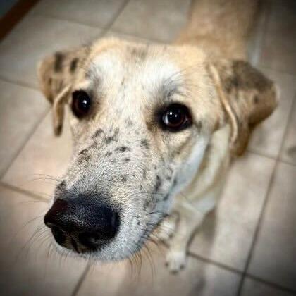 Enlarge President Rose, a Adoptable Retriever in Brooklyn, NY image 3/6