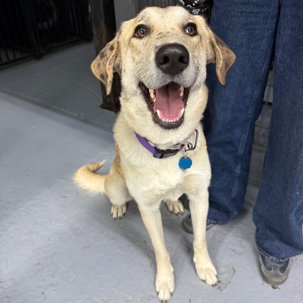 Enlarge President Rose, a Adoptable Retriever in Brooklyn, NY image 4/6