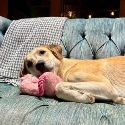 Enlarge President Rose, a Adoptable Retriever in Brooklyn, NY image 5/6