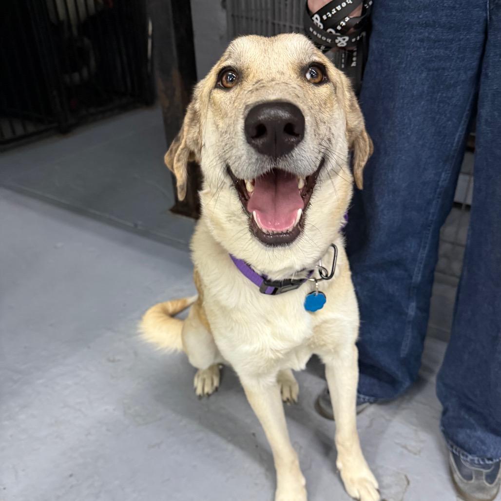 Enlarge President Rose, a Adoptable Retriever in Brooklyn, NY image 6/6