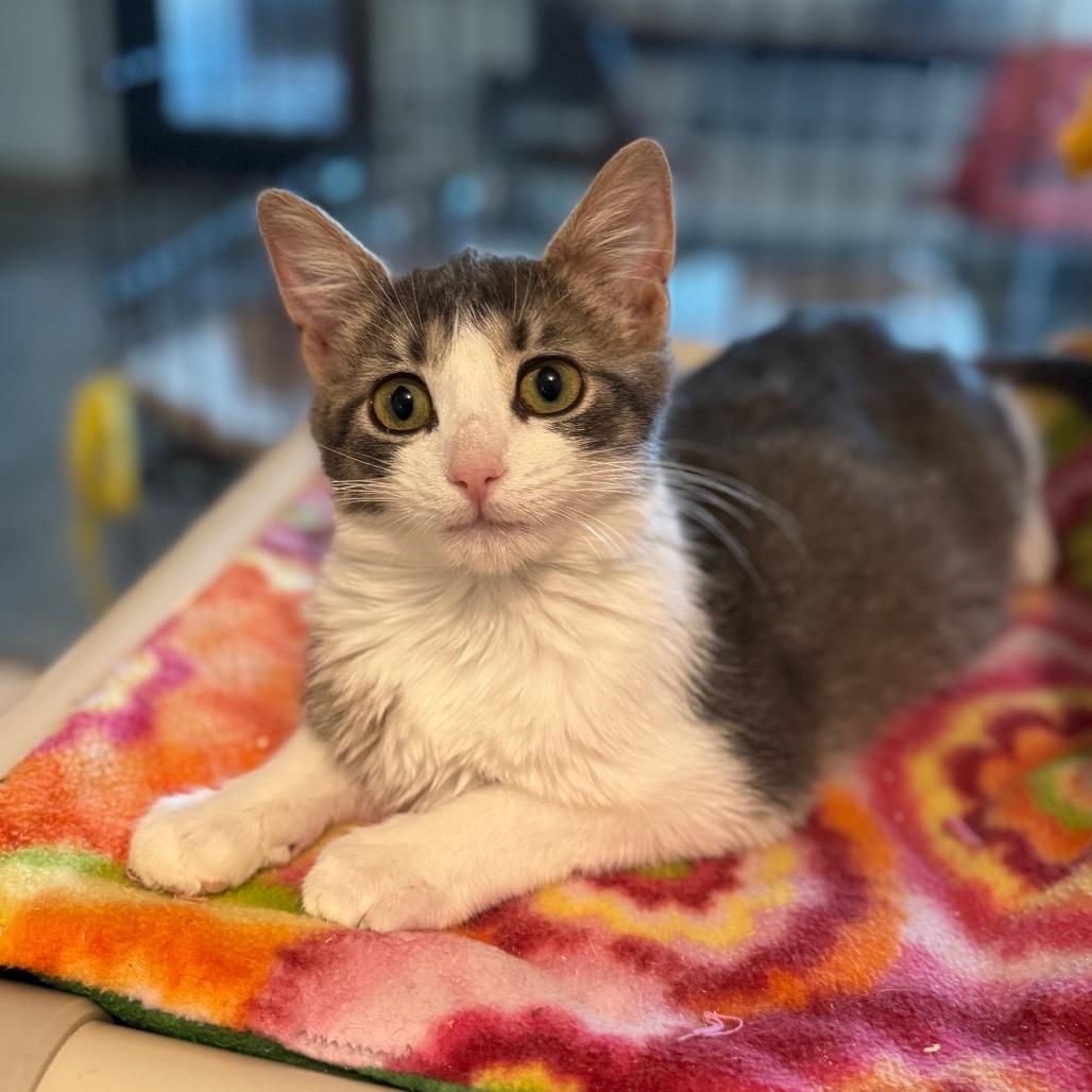 Enlarge Emma, a Adoptable Domestic Short Hair in Redwood Falls, MN image 1/2