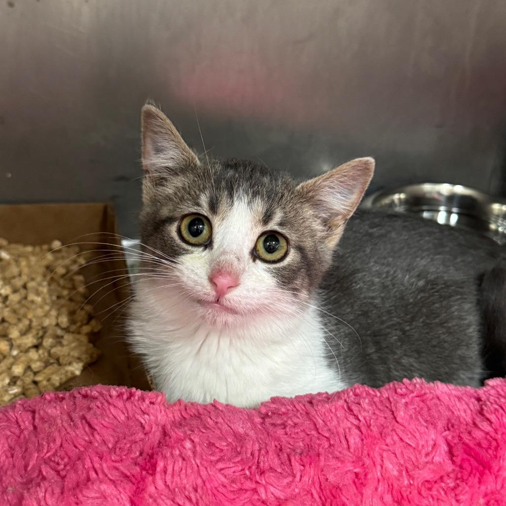 Enlarge Emma, a Adoptable Domestic Short Hair in Redwood Falls, MN image 2/2