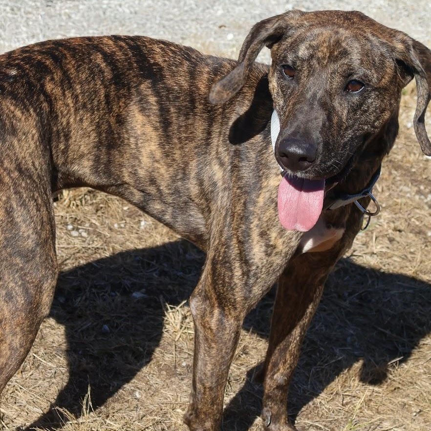 Enlarge Timothy, a Adoptable Mountain Cur in Hollister, MO image 3/3