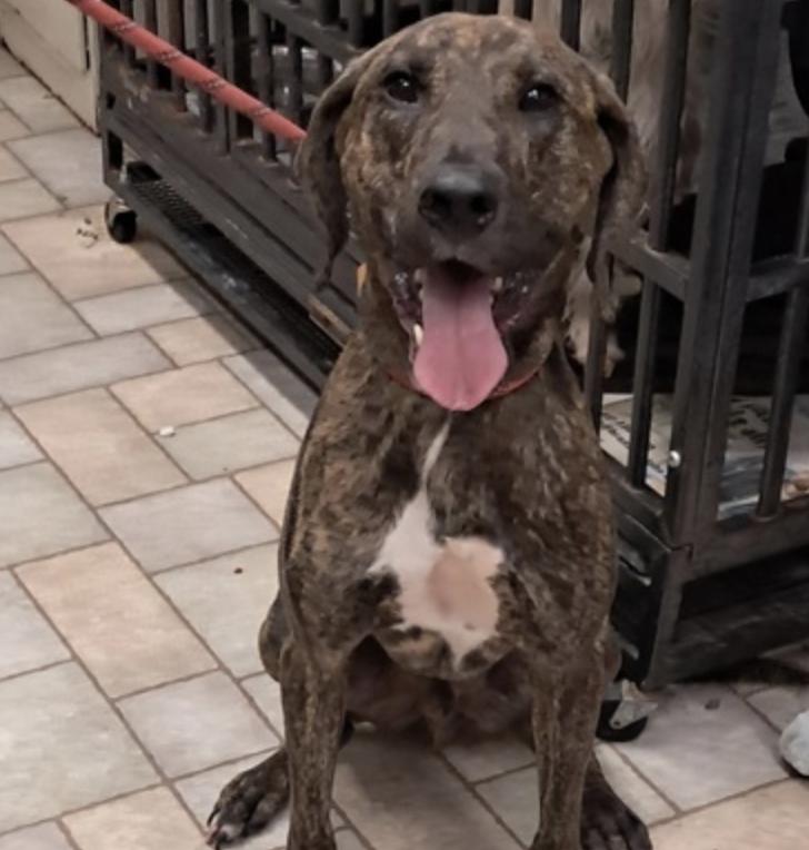 Enlarge Timothy, a Adoptable Mountain Cur in Hollister, MO image 2/3