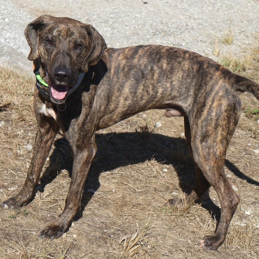 Timothy, Adoptable, Adult Male Mountain Cur.