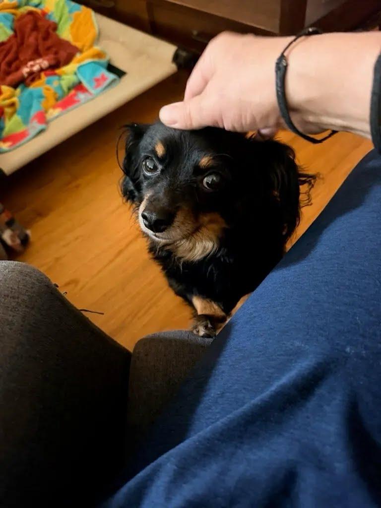 Enlarge Jalepeno, a Adoptable Mixed Breed in Evanston, IL image 2/2