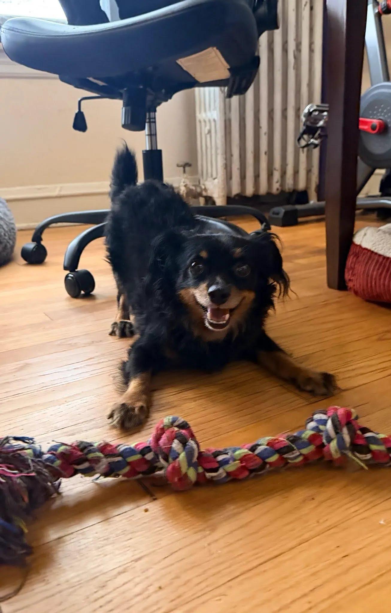Enlarge Jalepeno, a Adoptable Mixed Breed in Evanston, IL image 1/2