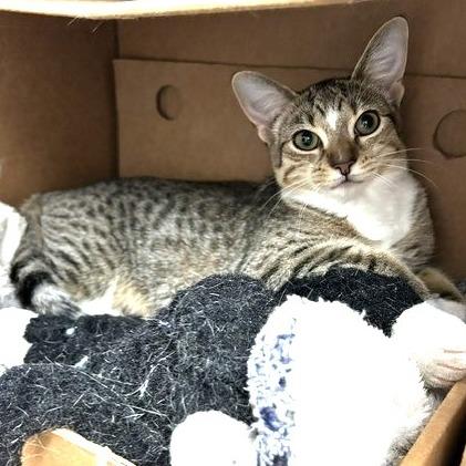 Oatmeal Raisin, Adoptable, Kitten Female Domestic Short Hair.