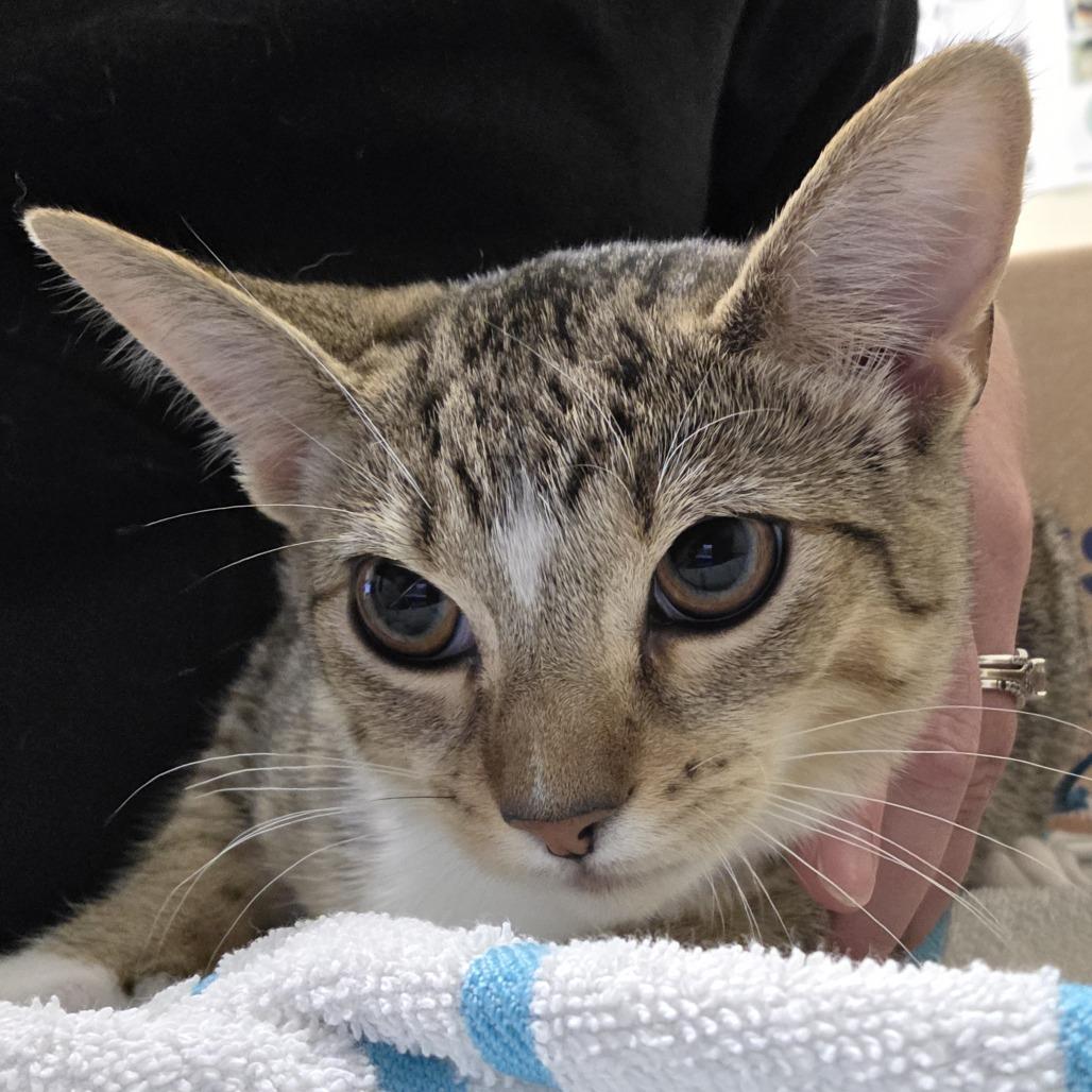 Oatmeal Raisin, Adoptable, Kitten Female Domestic Short Hair.