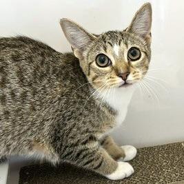 Oatmeal Raisin, a Adoptable Domestic Short Hair in Novelty, OH image 2/2