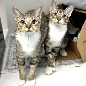 Enlarge Oatmeal Raisin, a Adoptable Domestic Short Hair in Novelty, OH image 4/4