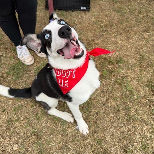 Sky, Adoptable, Young Female Husky & Mixed Breed.